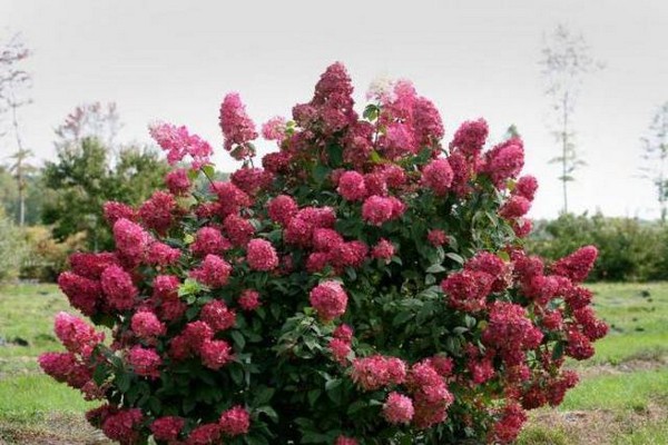 hydrangea species