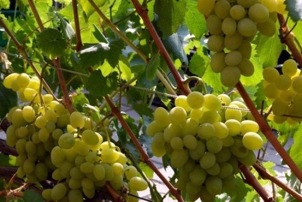 Описание на сорта грозде Галахад