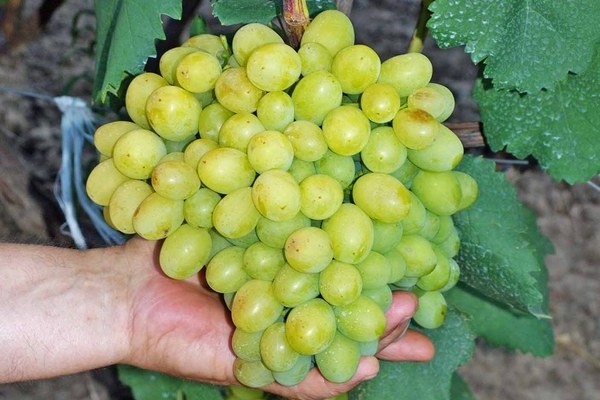 Penerangan pelbagai jenis anggur Galahad