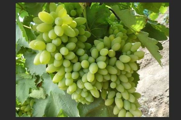 Grapes Timur: description of the variety, varieties