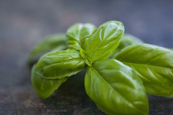 basil care and cultivation