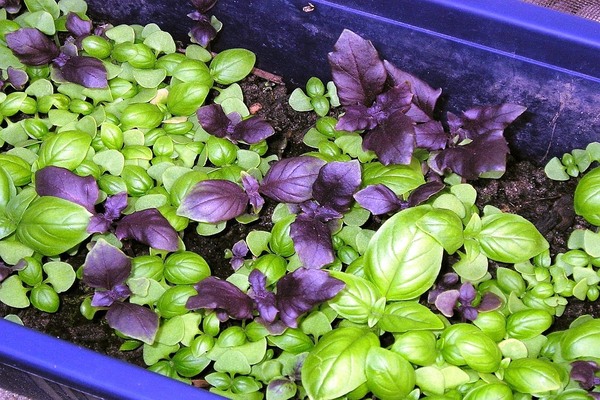 basil growing conditions