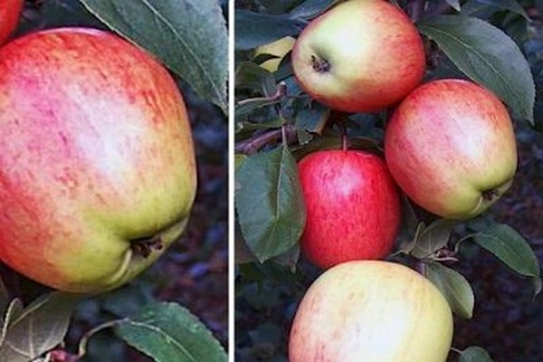 stablo jabuke arkadik