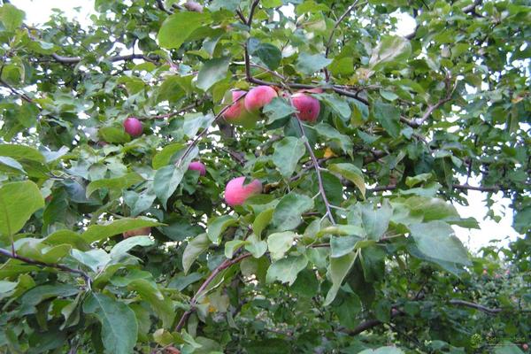 Mô tả cây táo lê Moscow