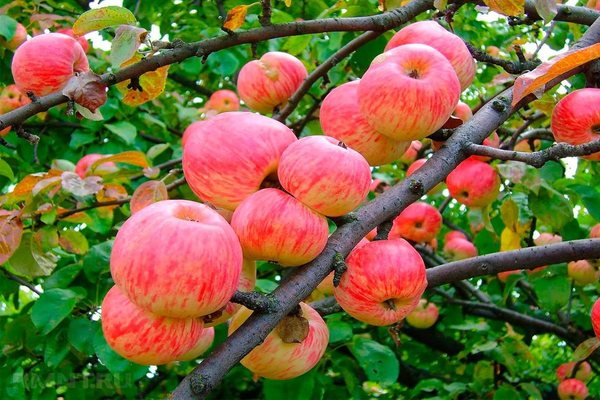 Obuolių cinamonas dryžuotas