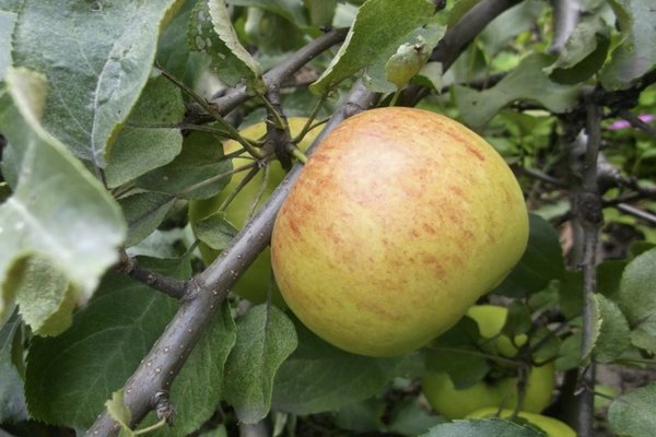 škoricovo pruhovaný jabloň popis