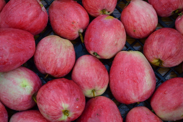 škoricovo pruhovaná jabloňová fotka