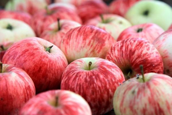 แอปเปิ้ลวาไรตี้ซินนามอนลาย