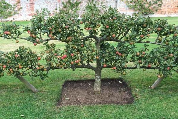 Creeping apple tree