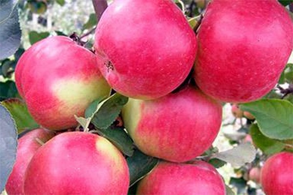 variété de pomme Zhigulevskoe
