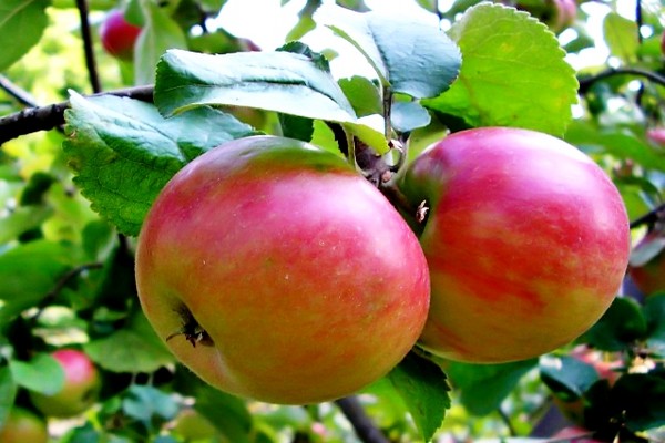 Zhigulevskoe æbletræ beskrivelse