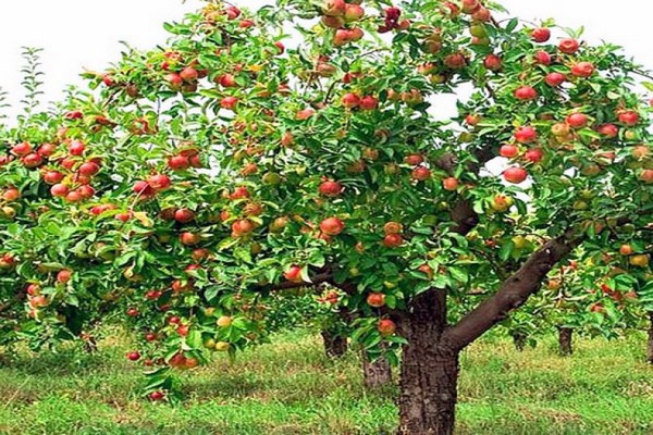 Fotografija stabla jabuke Zhigulevskoe