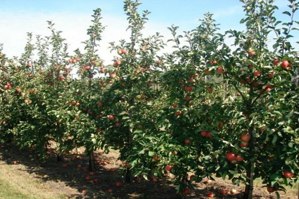 ต้นแอปเปิ้ล Zhigulevskoe