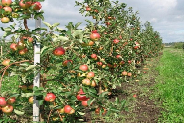 Zhigulevskoe æble-træ beskrivelse foto