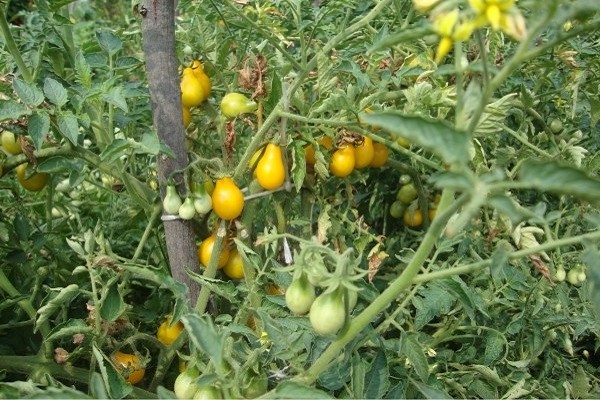 yellow tomatoes + in the greenhouse