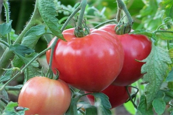 recenzije ružičaste rajčice abakan