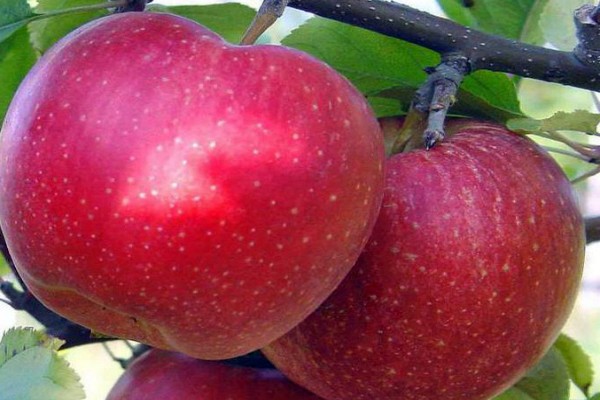 bài đánh giá về apple tree antey