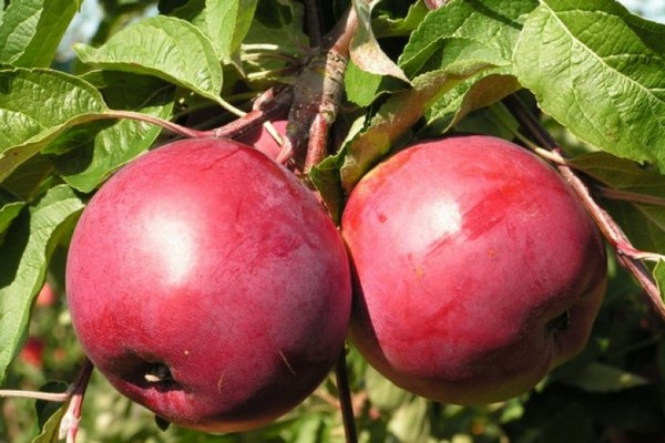 antey apple variety