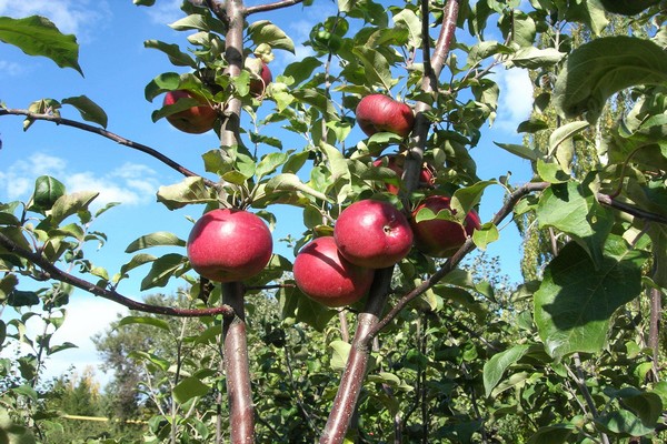 mô tả cây táo antaeus