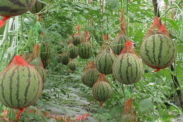 growing watermelons + in a greenhouse