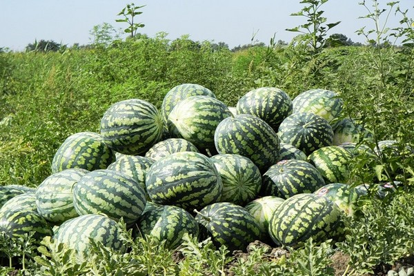 watermelon cultivation