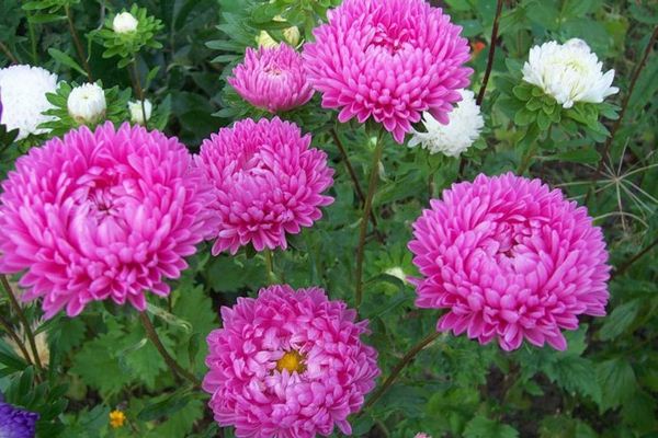 asters varieties + with photo