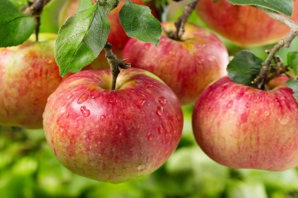 apple tree auxis reviews