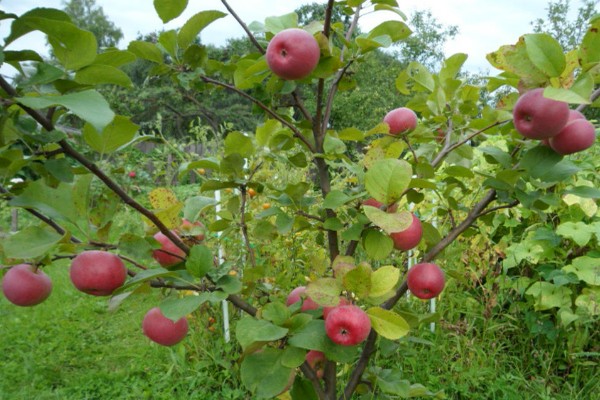 apple variety auxis