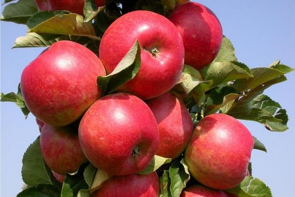 apple tree auxis photo