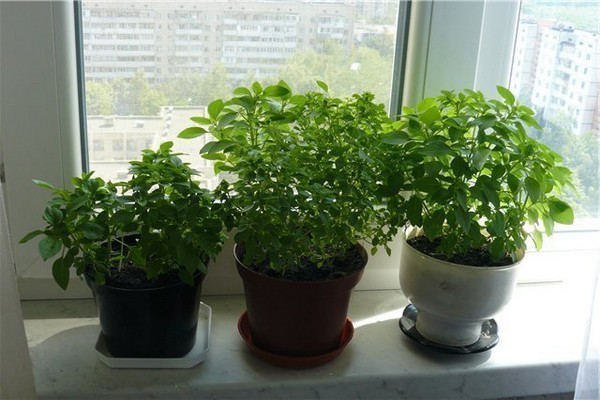 albahaca en el alféizar de la ventana