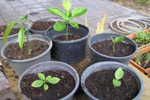 basil + growing on the windowsill