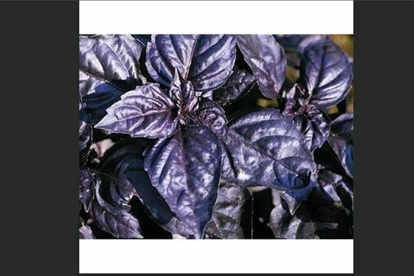 Varieties and properties of purple basil
