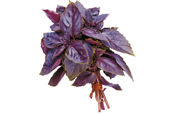 Variétés et propriétés du basilic violet