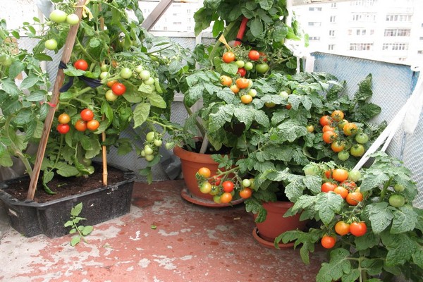 balcony miracle tomatoes