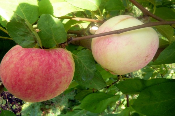 ябълково дърво bellefleur китайски