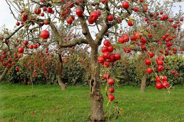 pokok epal bellefleur cina