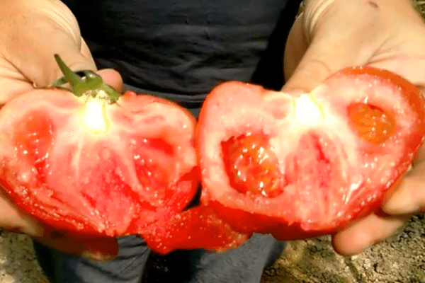 Belfort pomidorų aprašymas