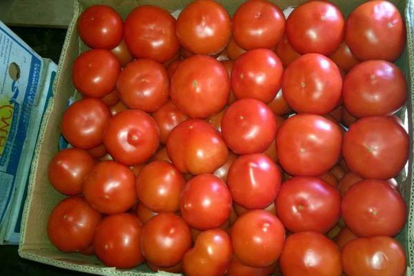 pomidoras