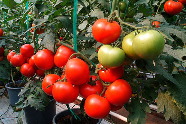 caractéristique de la tomate de belfort