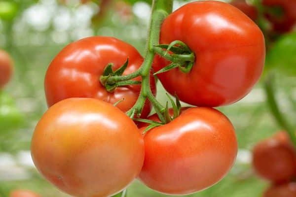 mga review ng tomato belfort