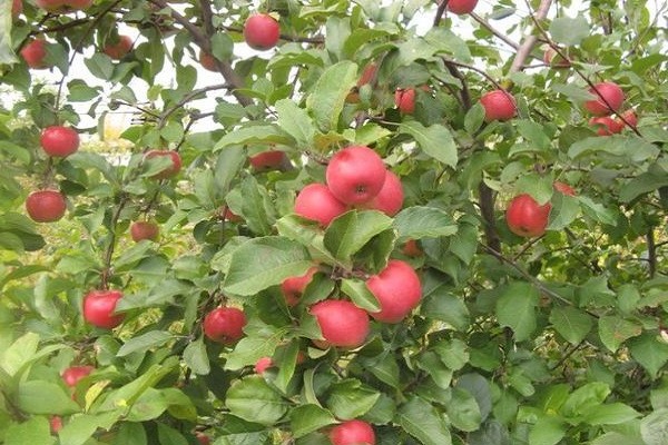 รีวิวข่าวดีต้นแอปเปิ้ล