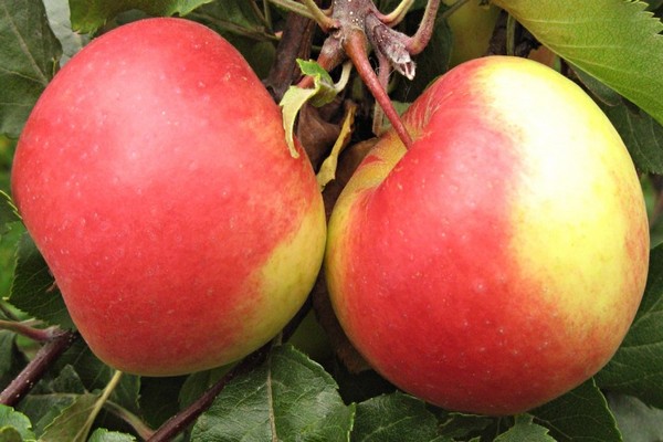 добра новина снимка на ябълково дърво