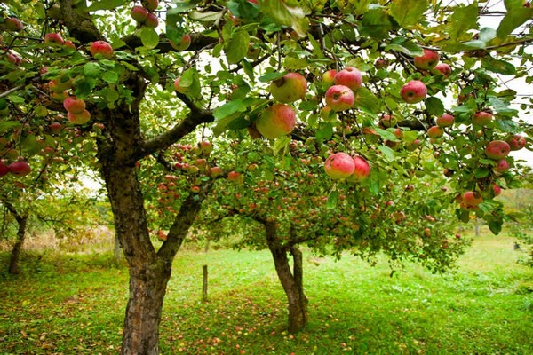 أخبار سارة عن شجرة التفاح