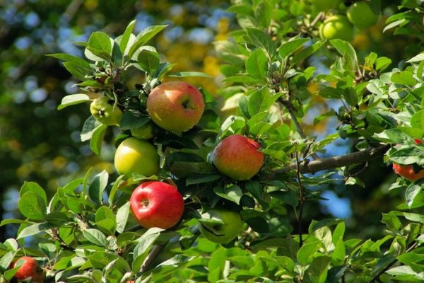 وصف شجرة التفاح أخبار جيدة
