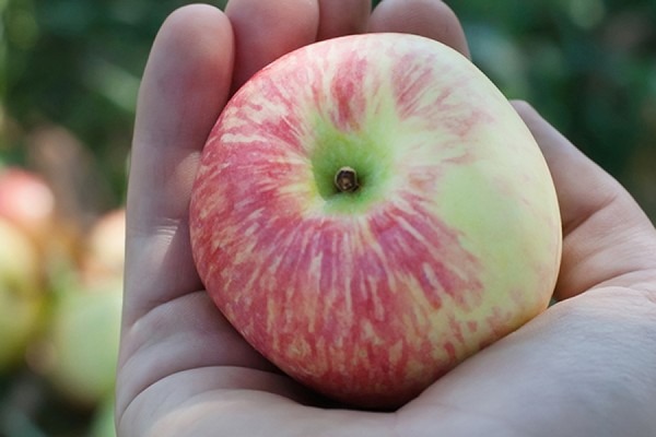 ябълково дърво добра новина снимка
