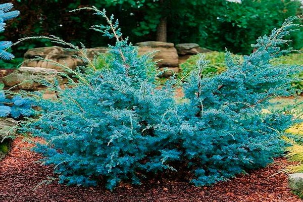 juniper chinese blue alps