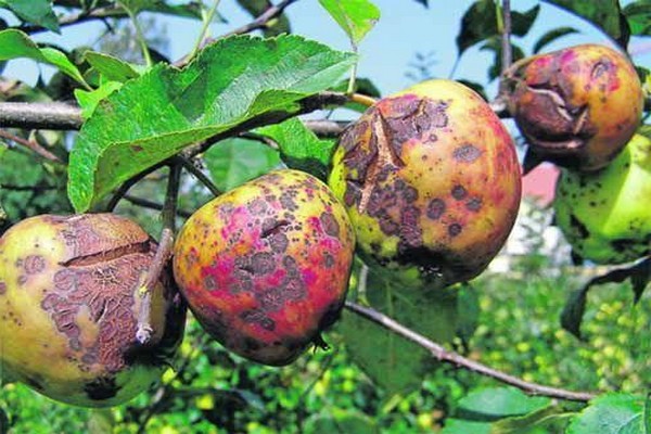 + brown spots on the leaves of the apple tree