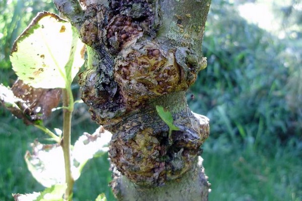 vlekken + op de bladeren van de appelboom