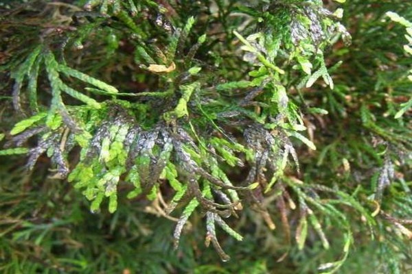 diseases + and pests of thuja