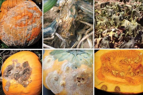 pumpkin diseases + outdoors